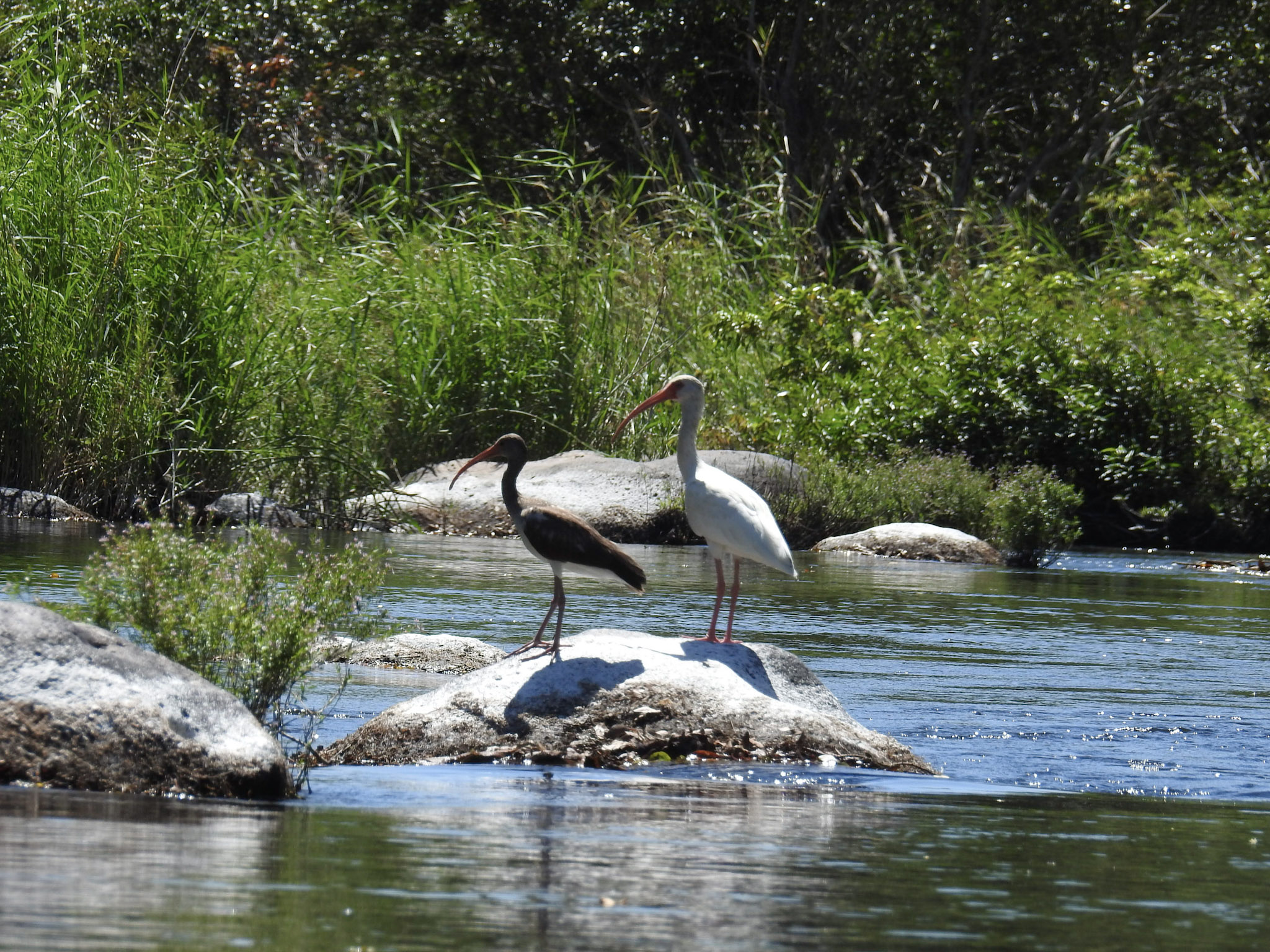 Ardea alba